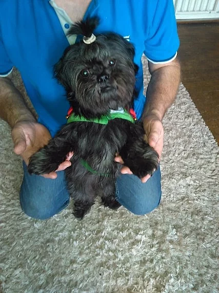 Kc Registrovaný Proven Solid Černý Shih-tzu